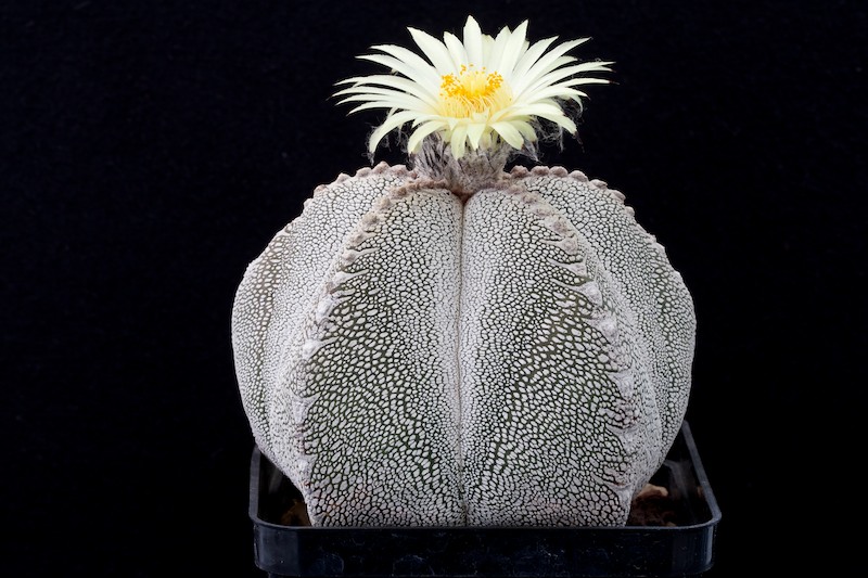 Astrophytum myriostigma cv. Onzuka 