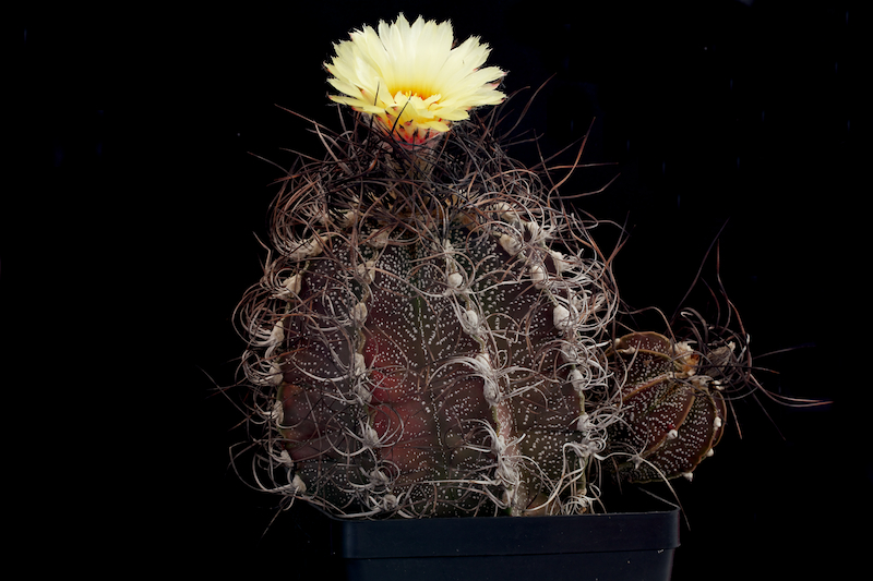 Astrophytum capricorne 