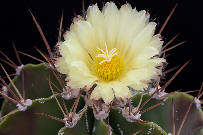 Astrophytum ornatum 