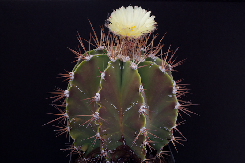 Astrophytum ornatum 