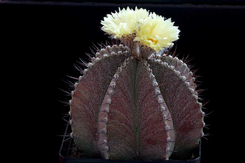 Astrophytum myriostigma x ornatum 