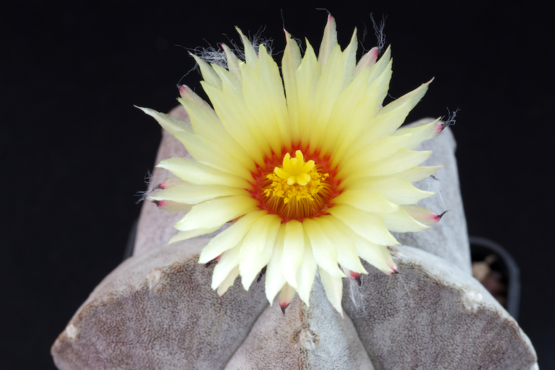 Astrophytum coahuilense SB 1474