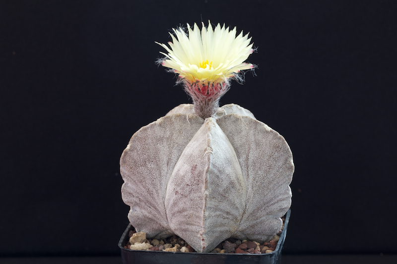 Astrophytum coahuilense SB 1474