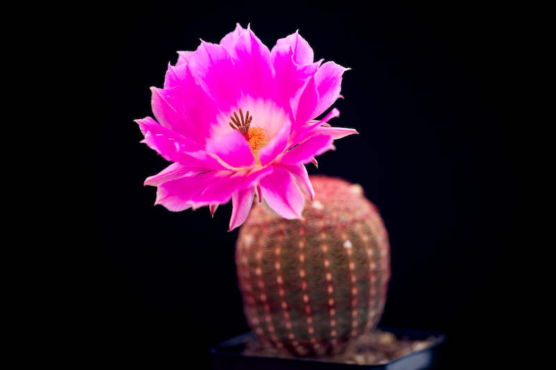 Echinocereus  rigidissimus 