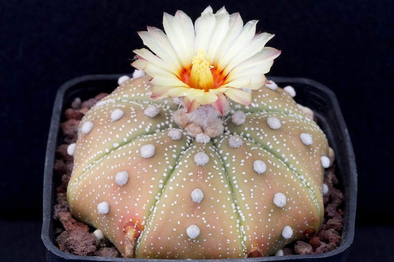 Astrophytum asterias cv. super kabuto star shape 