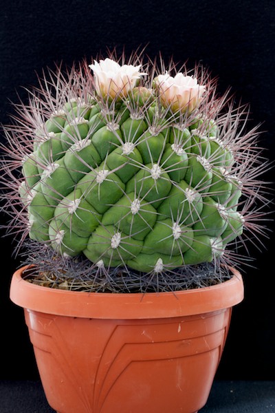 Gymnocalycium saglionis 