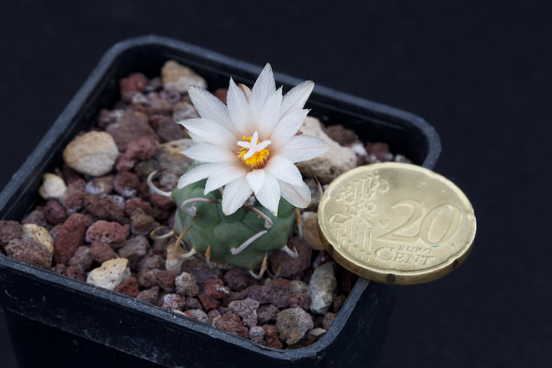 Turbinicarpus schmiedickeanus ssp. schwarzii 