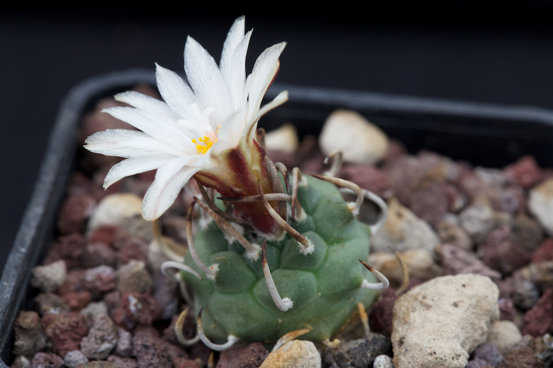 Turbinicarpus schmiedickeanus ssp. schwarzii 