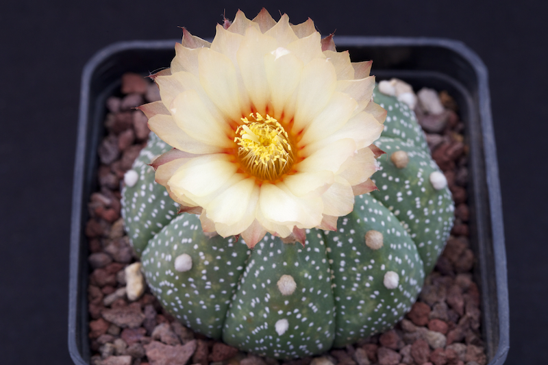 Astrophytum asterias 