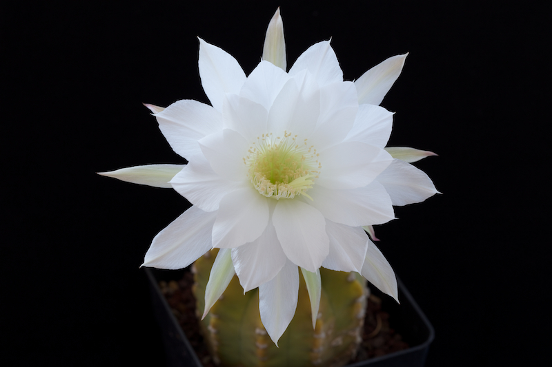 Echinopsis subdenudata 