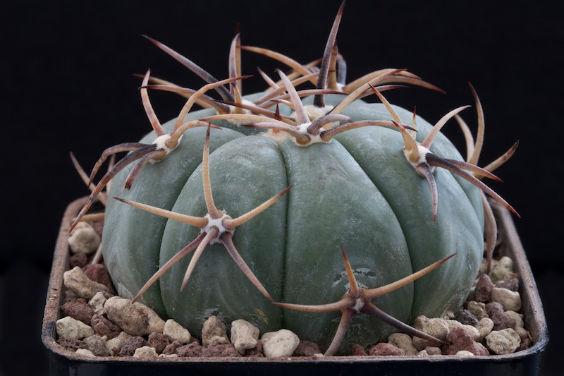 Echinocactus horizonthalonius 