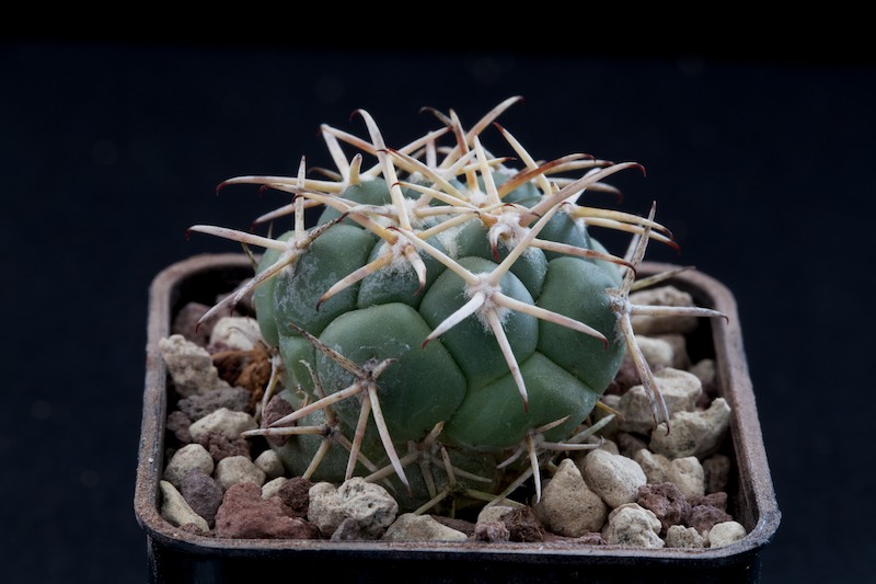 coryphantha poselgeriana