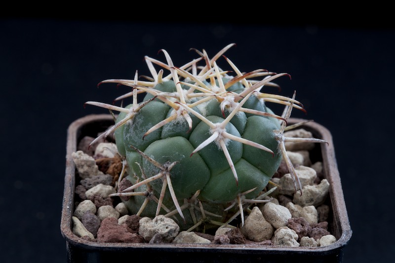 coryphantha poselgeriana