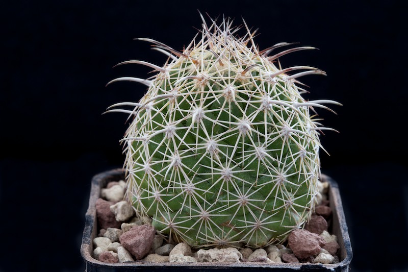 Coryphantha difficilis 