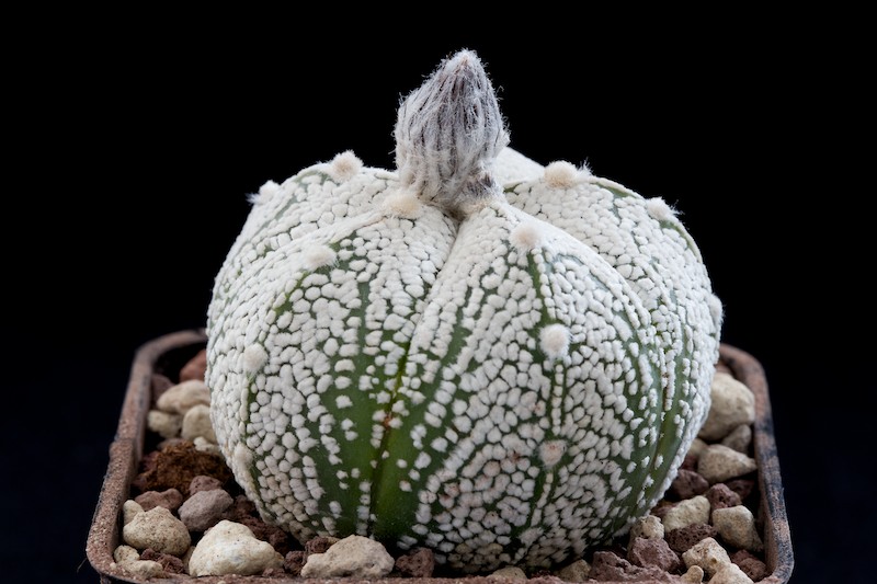 Astrophytum asterias cv. super kabuto 