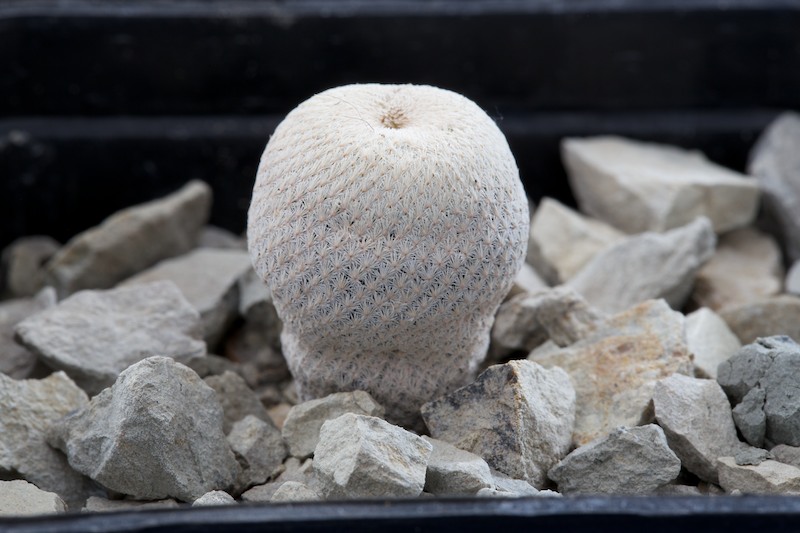 Epithelantha bokei 