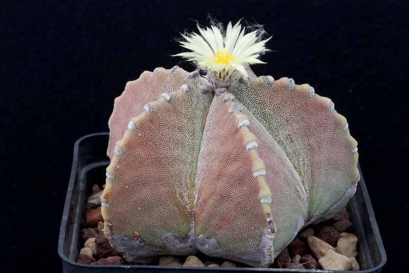 Astrophytum myriostigma v. strongylogonum 