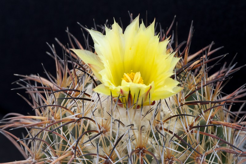 Coryphantha ramillosa 