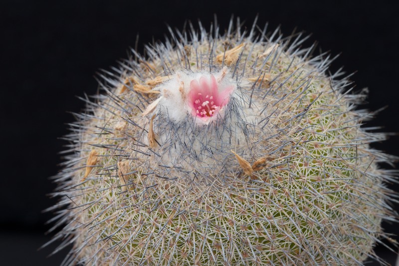 Epithelantha unguispina 