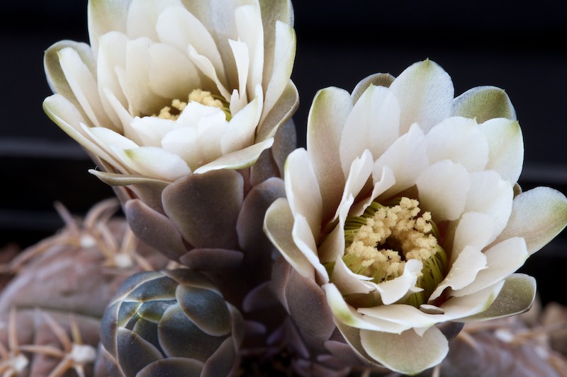 Gymnocalycium stellatum v. paucispinum 