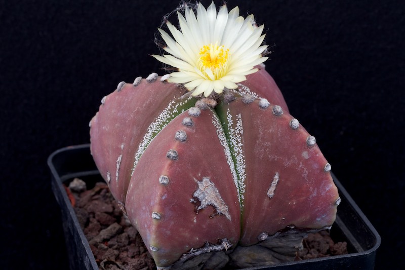 Astrophytum myriostigma v. nudum 