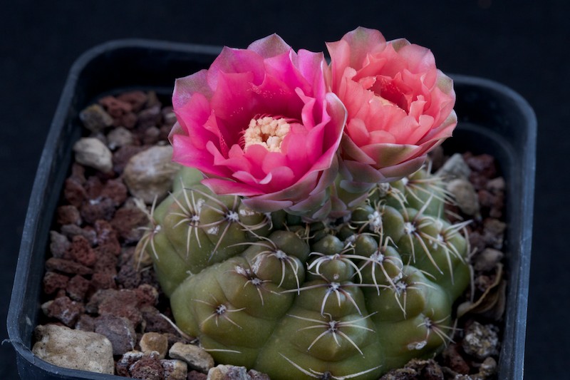 Gymnocalycium baldianum 