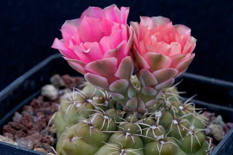 Gymnocalycium baldianum 