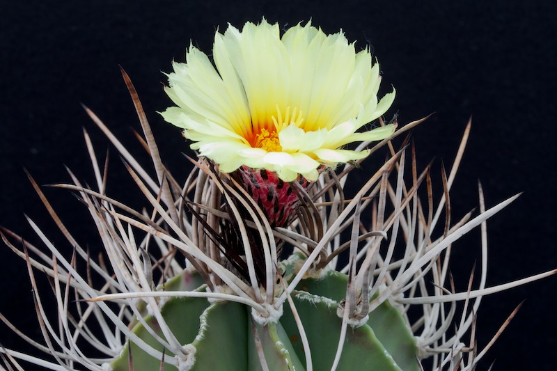 Astrophytum capricorne v. niveum f. nudum 