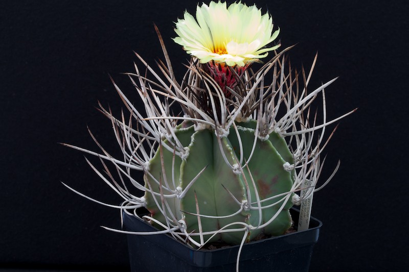 Astrophytum capricorne v. niveum f. nudum 