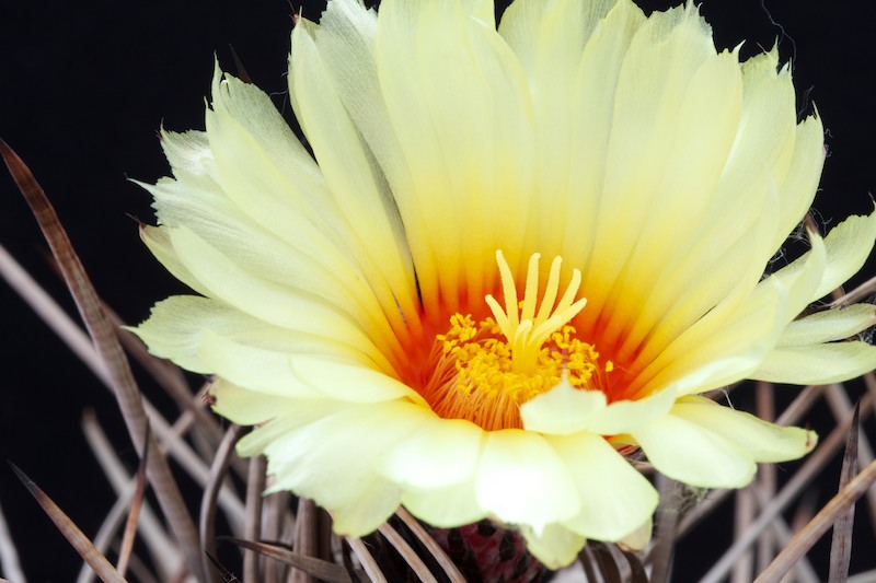 Astrophytum capricorne v. niveum f. nudum 