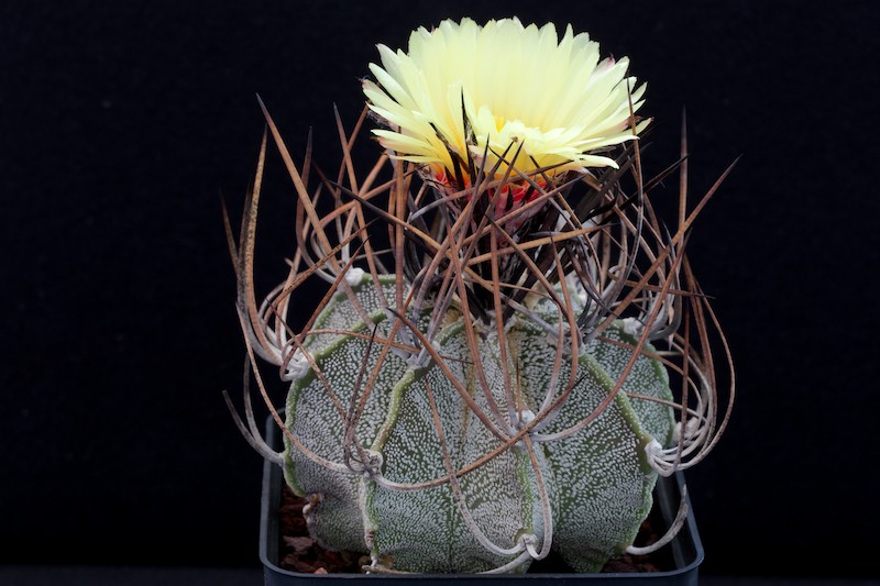 Astrophytum capricorne v. niveum SB 1158