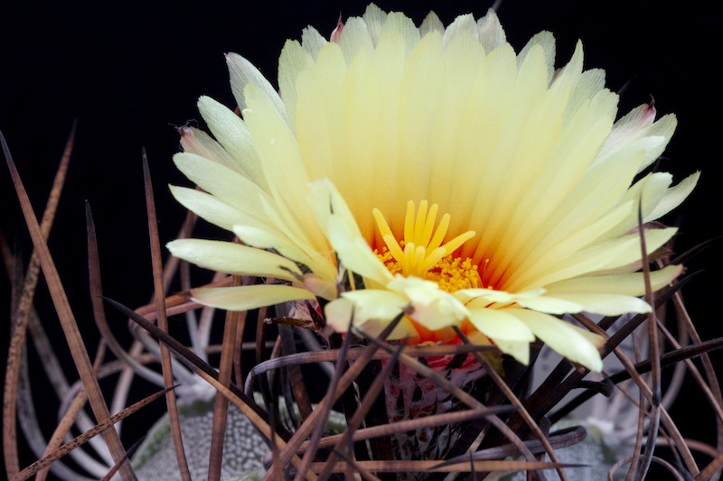 Astrophytum capricorne v. niveum SB 1158