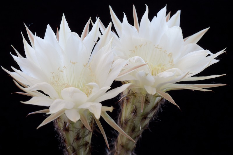 Echinopsis eyriesii 