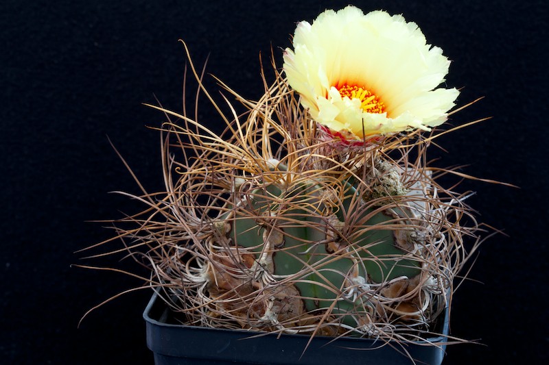 Astrophytum capricorne v. aureum 