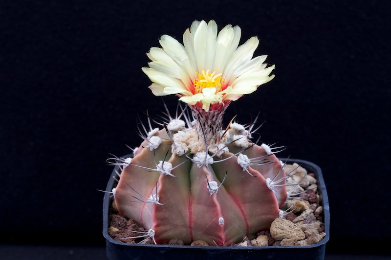 Astrophytum capricorne v. aureum x asterias cv. super kabuto 