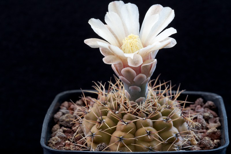 Gymnocalycium stellatum v. zantnerianum KP 306 B