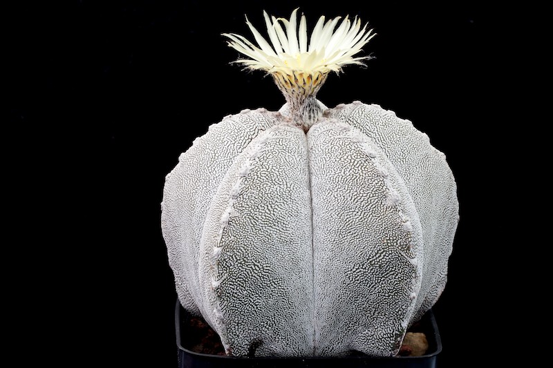 Astrophytum myriostigma cv. Onzuka 