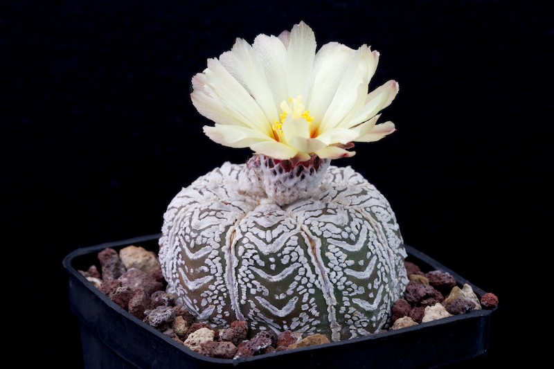 Astrophytum asterias cv. super kabuto v-type 