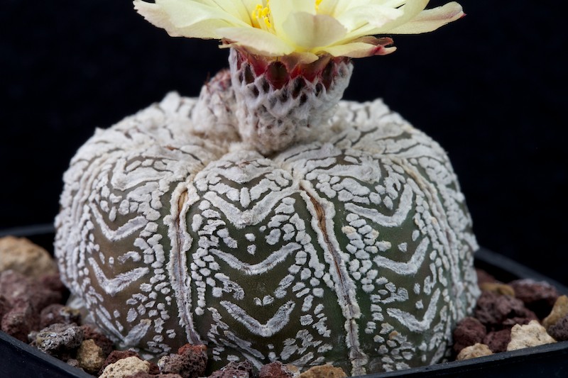 Astrophytum asterias cv. super kabuto v-type 
