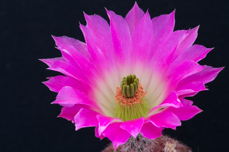 Echinocereus  rigidissimus v. rubispinus L 088