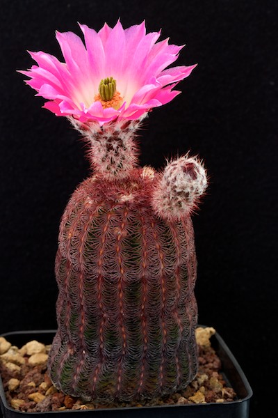 Echinocereus  rigidissimus v. rubispinus 