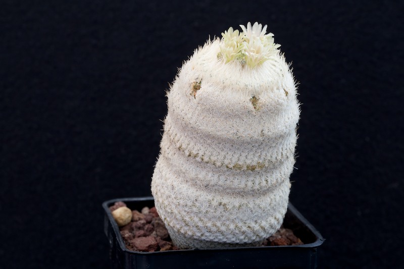 Epithelantha bokei SB 416