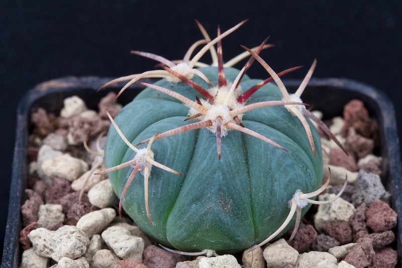 Echinocactus horizonthalonius 