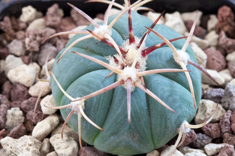 Echinocactus horizonthalonius 