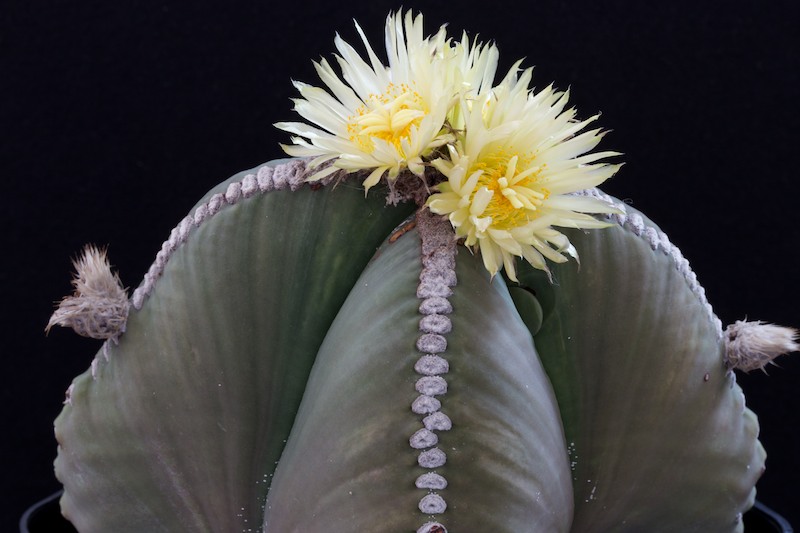 Astrophytum myriostigma v. nudum 