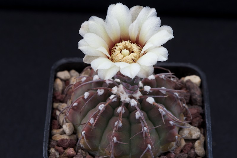 Gymnocalycium vatteri 