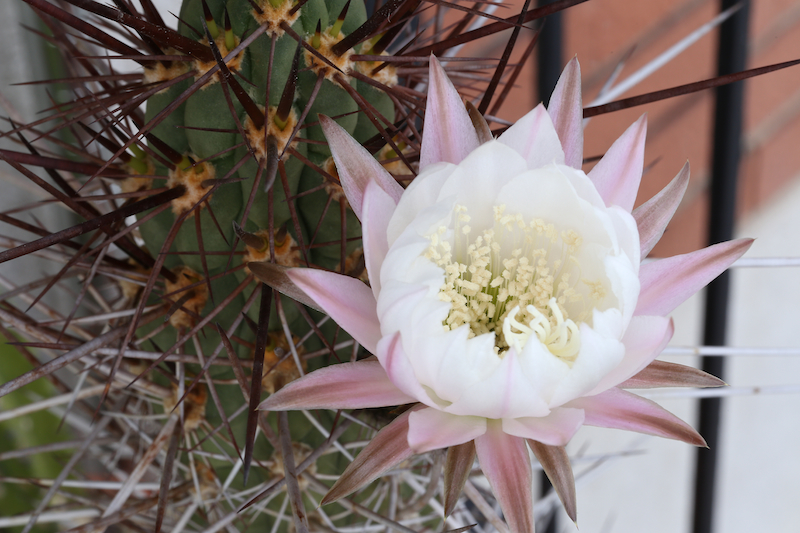 Trichocereus fulvilanus 