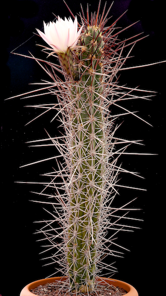 Trichocereus fulvilanus 