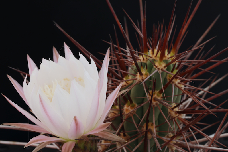 Trichocereus fulvilanus 