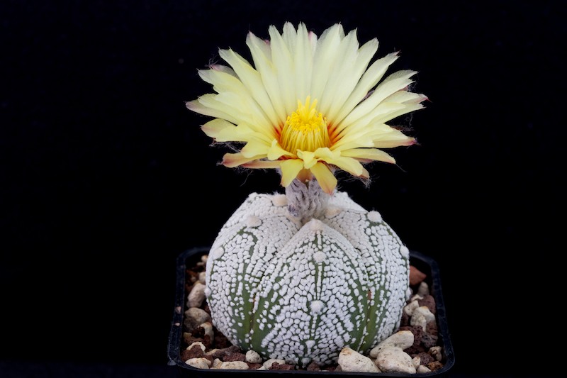 Astrophytum coahuilense x Onzuka 